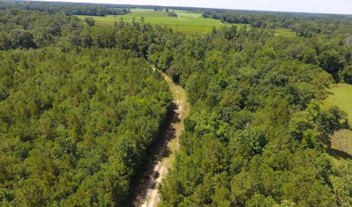Photo of UNDER CONTRACT!  49 Acres of Hunting and Timber Land For Sale in Edgecombe County NC!