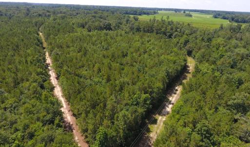 Photo of UNDER CONTRACT!  49 Acres of Hunting and Timber Land For Sale in Edgecombe County NC!