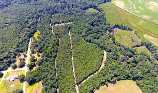 Photo of UNDER CONTRACT!  49 Acres of Hunting and Timber Land For Sale in Edgecombe County NC!