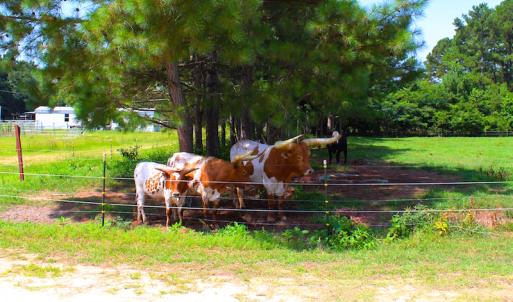 Photo of UNDER CONTRACT!  49 Acres of Hunting and Timber Land For Sale in Edgecombe County NC!