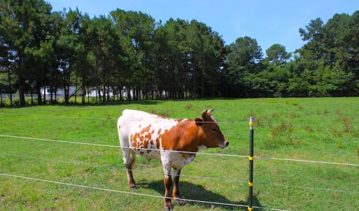 Photo of UNDER CONTRACT!  49 Acres of Hunting and Timber Land For Sale in Edgecombe County NC!