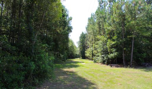 Photo of UNDER CONTRACT!  49 Acres of Hunting and Timber Land For Sale in Edgecombe County NC!