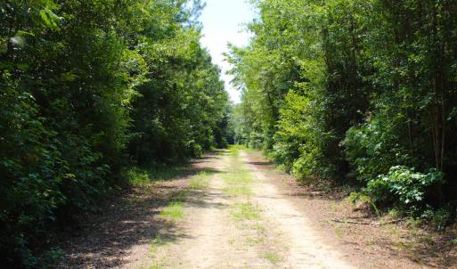 Photo of UNDER CONTRACT!  49 Acres of Hunting and Timber Land For Sale in Edgecombe County NC!