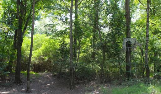 Photo of UNDER CONTRACT!  49 Acres of Hunting and Timber Land For Sale in Edgecombe County NC!