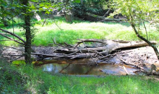 Photo of UNDER CONTRACT!  49 Acres of Hunting and Timber Land For Sale in Edgecombe County NC!