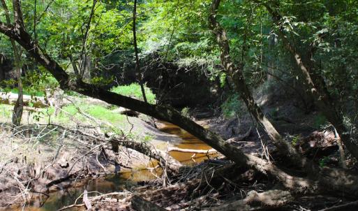 Photo of UNDER CONTRACT!  49 Acres of Hunting and Timber Land For Sale in Edgecombe County NC!