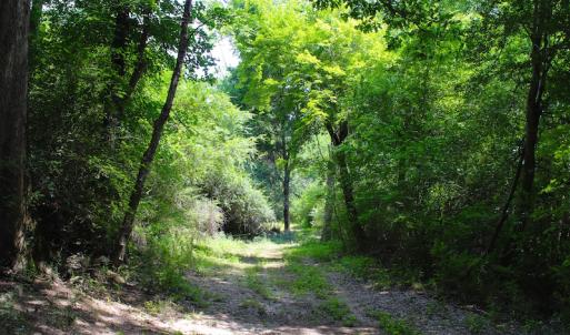 Photo of UNDER CONTRACT!  49 Acres of Hunting and Timber Land For Sale in Edgecombe County NC!