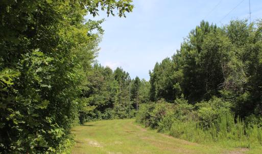 Photo of UNDER CONTRACT!  49 Acres of Hunting and Timber Land For Sale in Edgecombe County NC!