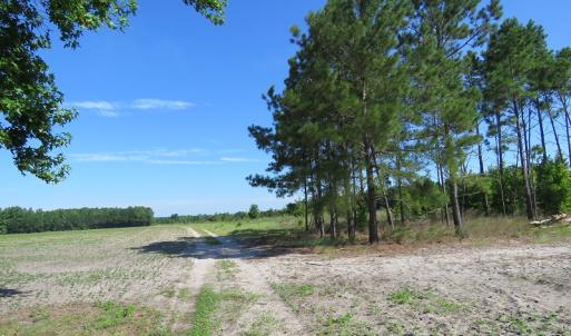Photo of UNDER CONTRACT!  39.7 Acres of Hunting  and Timber Land For Sale in Columbus County NC!