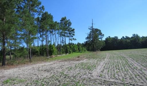 Photo of UNDER CONTRACT!  39.7 Acres of Hunting  and Timber Land For Sale in Columbus County NC!