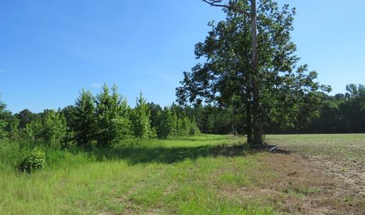 Photo of UNDER CONTRACT!  39.7 Acres of Hunting  and Timber Land For Sale in Columbus County NC!