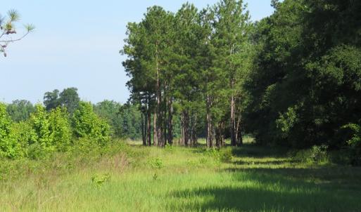 Photo of UNDER CONTRACT!  39.7 Acres of Hunting  and Timber Land For Sale in Columbus County NC!