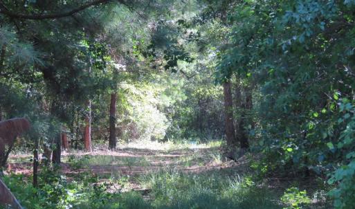 Photo of UNDER CONTRACT!  39.7 Acres of Hunting  and Timber Land For Sale in Columbus County NC!