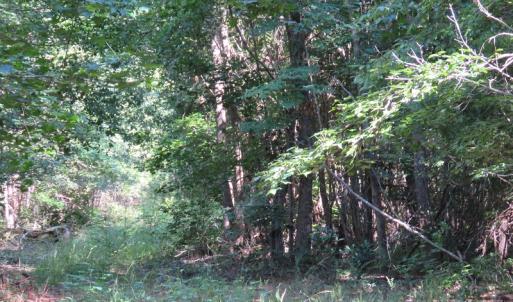 Photo of UNDER CONTRACT!  39.7 Acres of Hunting  and Timber Land For Sale in Columbus County NC!