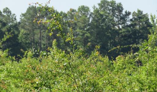 Photo of UNDER CONTRACT!  39.7 Acres of Hunting  and Timber Land For Sale in Columbus County NC!