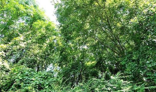 Photo of 18.7 Acres of Farm and Timber Land For Sale In Pitt County NC!