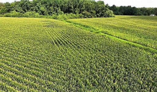 Photo of 18.7 Acres of Farm and Timber Land For Sale In Pitt County NC!