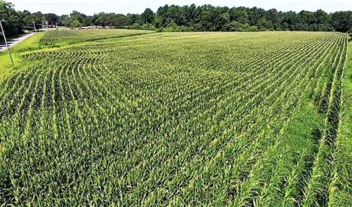 Photo of 18.7 Acres of Farm and Timber Land For Sale In Pitt County NC!