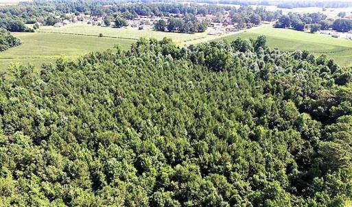 Photo of 17.1 Acres of Farm and Timber Land For Sale In Pitt County NC!