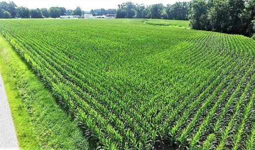Photo of 17.1 Acres of Farm and Timber Land For Sale In Pitt County NC!