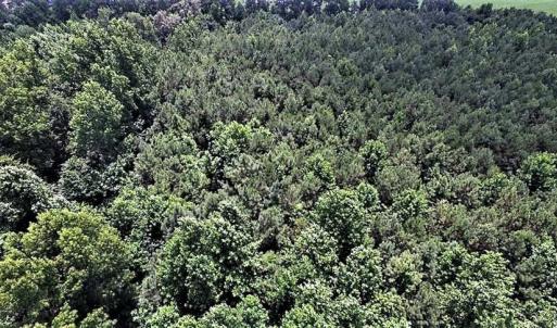 Photo of 17.1 Acres of Farm and Timber Land For Sale In Pitt County NC!
