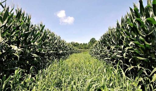 Photo of 17.1 Acres of Farm and Timber Land For Sale In Pitt County NC!