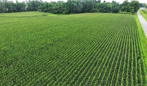 Photo of 17.1 Acres of Farm and Timber Land For Sale In Pitt County NC!