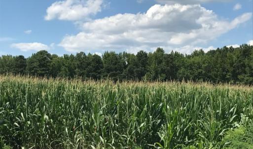 Photo of SOLD!  25 Acres of Farm and Timber Land For Sale in Perquimans County NC!