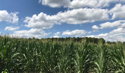 Photo of SOLD!  25 Acres of Farm and Timber Land For Sale in Perquimans County NC!
