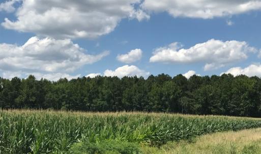 Photo of SOLD!  25 Acres of Farm and Timber Land For Sale in Perquimans County NC!