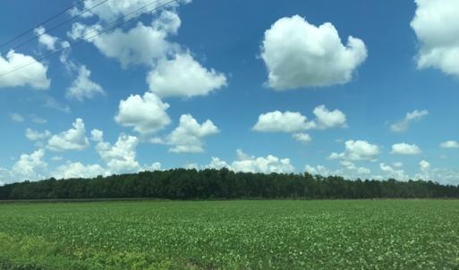 Photo of SOLD!  25 Acres of Farm and Timber Land For Sale in Perquimans County NC!