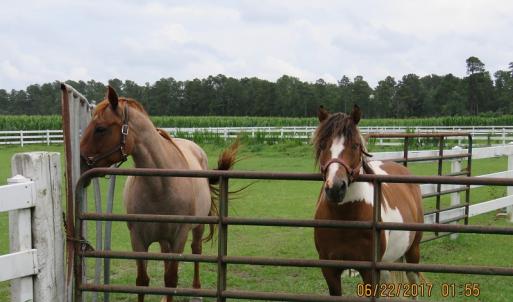 Photo of UNDER CONTRACT!  541.7 Acres of Farm and Hunting Land with Home For Sale in Columbus County NC!