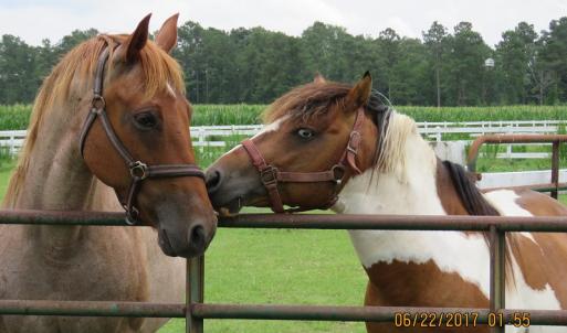 Photo of UNDER CONTRACT!  541.7 Acres of Farm and Hunting Land with Home For Sale in Columbus County NC!