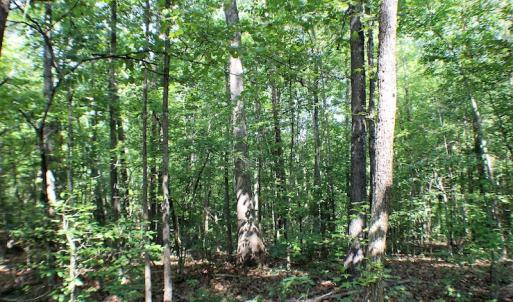 Photo of UNDER CONTRACT!  55.86 Acres of Recreational and Hunting Land For Sale in Goochland County VA!