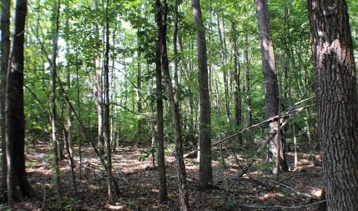 Photo of UNDER CONTRACT!  55.86 Acres of Recreational and Hunting Land For Sale in Goochland County VA!
