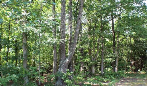 Photo of UNDER CONTRACT!  55.86 Acres of Recreational and Hunting Land For Sale in Goochland County VA!