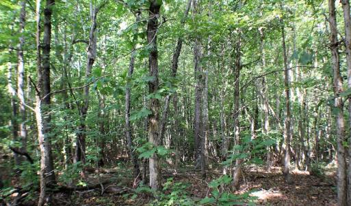 Photo of UNDER CONTRACT!  55.86 Acres of Recreational and Hunting Land For Sale in Goochland County VA!