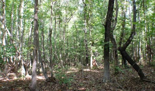 Photo of UNDER CONTRACT!  55.86 Acres of Recreational and Hunting Land For Sale in Goochland County VA!
