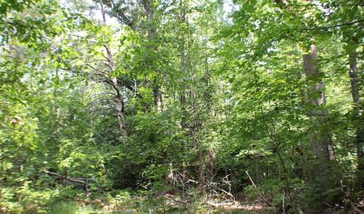 Photo of UNDER CONTRACT!  55.86 Acres of Recreational and Hunting Land For Sale in Goochland County VA!