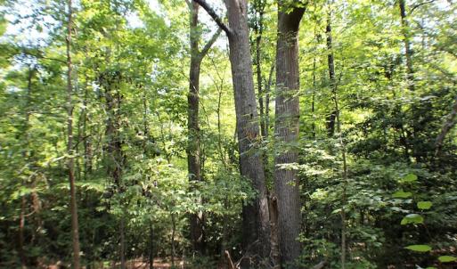 Photo of UNDER CONTRACT!  55.86 Acres of Recreational and Hunting Land For Sale in Goochland County VA!
