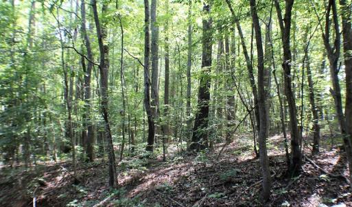 Photo of UNDER CONTRACT!  55.86 Acres of Recreational and Hunting Land For Sale in Goochland County VA!