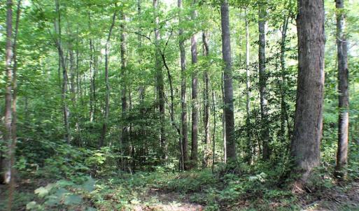 Photo of UNDER CONTRACT!  55.86 Acres of Recreational and Hunting Land For Sale in Goochland County VA!