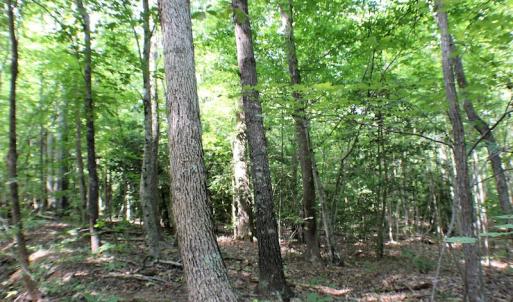 Photo of UNDER CONTRACT!  55.86 Acres of Recreational and Hunting Land For Sale in Goochland County VA!