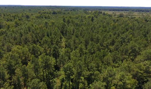 Photo of UNDER CONTRACT!  51.44 Acres of Hunting and Timber Land For Sale in Halifax County NC!