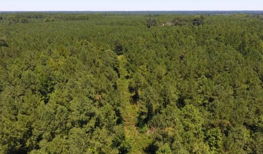 Photo of UNDER CONTRACT!  51.44 Acres of Hunting and Timber Land For Sale in Halifax County NC!
