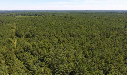 Photo of UNDER CONTRACT!  51.44 Acres of Hunting and Timber Land For Sale in Halifax County NC!
