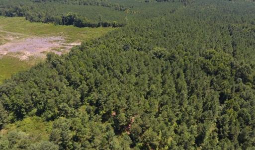Photo of UNDER CONTRACT!  51.44 Acres of Hunting and Timber Land For Sale in Halifax County NC!