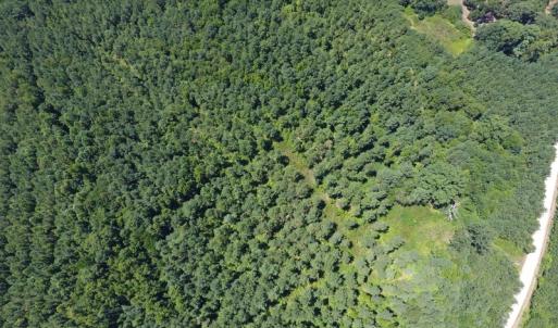 Photo of UNDER CONTRACT!  51.44 Acres of Hunting and Timber Land For Sale in Halifax County NC!