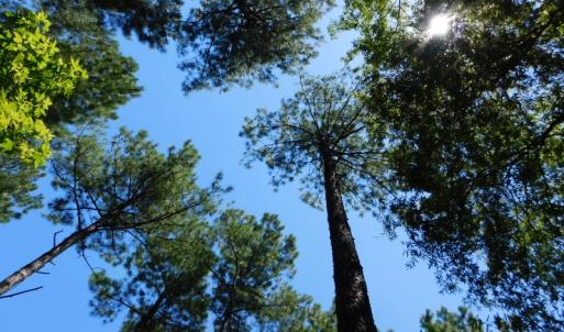 Photo of UNDER CONTRACT!  51.44 Acres of Hunting and Timber Land For Sale in Halifax County NC!