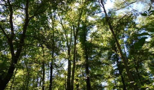 Photo of UNDER CONTRACT!  51.44 Acres of Hunting and Timber Land For Sale in Halifax County NC!